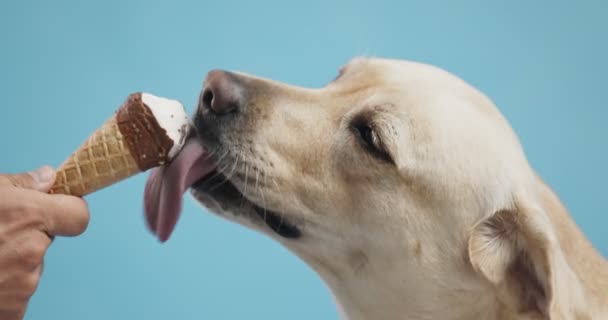 Zamknij się labrador pies jedzenie lodów, lizanie stożek gofrowy, niebieskie tło studio — Wideo stockowe