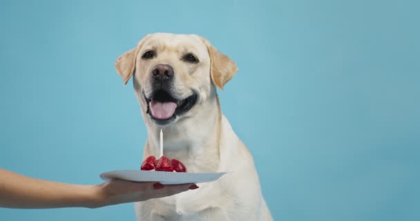 Tiergeburtstag. Hundehalterin behandelt Labrador mit festlicher Torte mit Kerze, blauem Hintergrund — Stockvideo