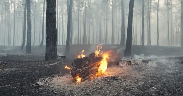 Дикий вогонь у лісі крупним планом. Лісова пожежа, сухе горіння кущів, зміна клімату, забруднення повітря — стокове відео