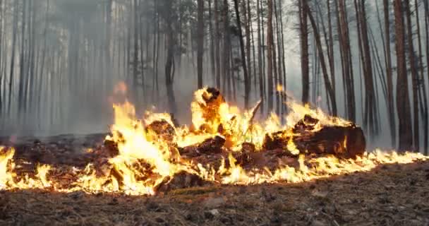 Konsep pembakaran hutan. Membakar tumpukan sampah di kayu, menyebabkan kebakaran hutan dan deforestasi — Stok Video