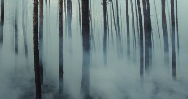 Bosque oscuro misterioso quemado paisaje, humo que sube del suelo después de un incendio forestal. — Vídeo de stock