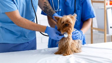 Steteskoplu veteriner, köpeğin kalp atışlarını ve hayvan kliniğindeki asistanını dinliyor.