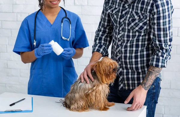 獣医師の薬と犬の所有者動物病院のクローズアップ — ストック写真