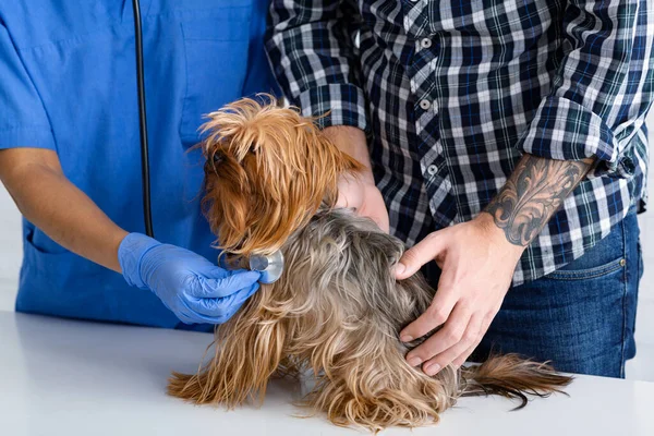 Посещение ветеринара. Крупный план ветеринара, делающего осмотр милой собаки в клинике для животных — стоковое фото