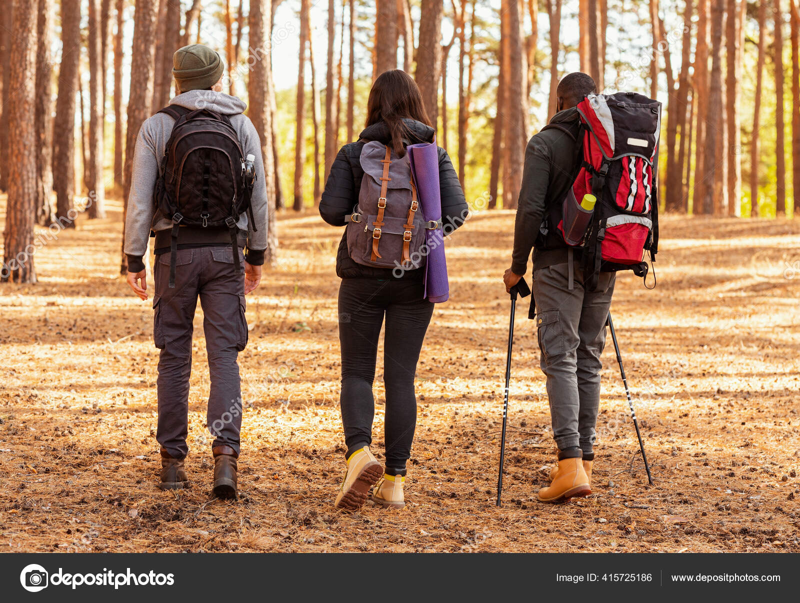 Mochileros internacionales caminando por el bosque de pinos de