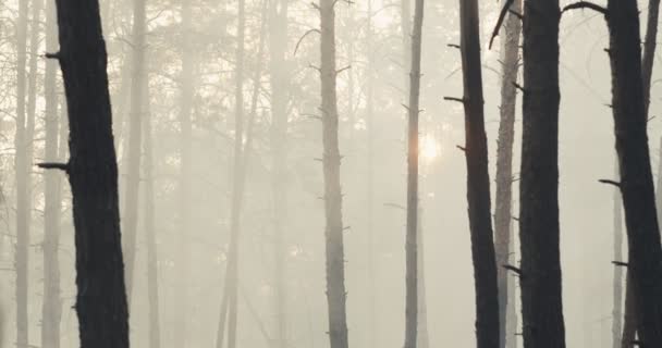 Śledzenie ujęcia dużych chmur dymu w płonącym lesie — Wideo stockowe
