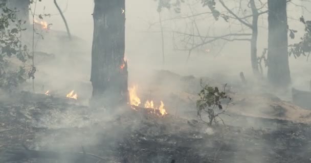 Skogsbränder, naturkatastrofkoncept — Stockvideo