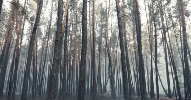 Panoramiczny widok na spalone drzewa w lesie po pożarze — Wideo stockowe