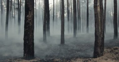 Şenlik ateşinden sonra ormanda sigara içme sahalarını yakın çekim, yavaş çekim.