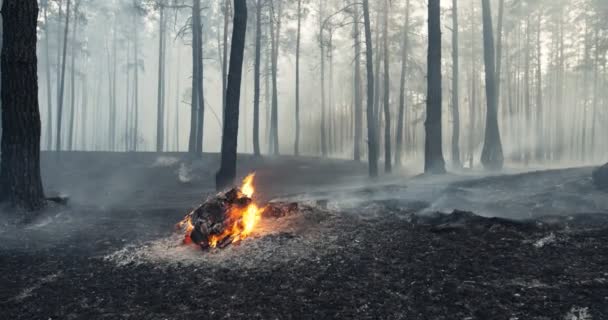 Vuur in het bos. Close-up bij brandende droge boom in het bos met wolken rook — Stockvideo