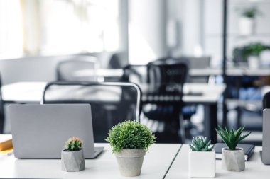 COVID-19 salgını sırasında modern ofisin içinde. İş yerindeki yeşil saksı bitkilerine odaklan