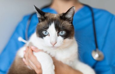 Veteriner kontrolü. Hemşire Kadın 'ın veteriner kliniğinde evcil kediyi tutarken görüntüsü. Pet In Doctors Hands 'in Kapanışı, Seçici Odaklanma. Hayvan Sağlığı ve Tıbbi Muayene Konsepti
