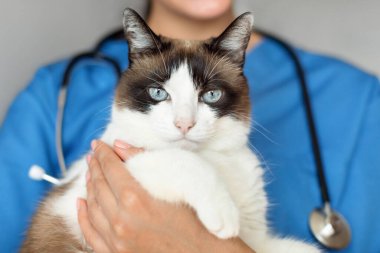 Veterinerlik kontrolü. Veterinerlerin Elleri Gri Stüdyoda Sağlıklı Kedi portresi. Doktorun veteriner kliniğinde hayvanla ilgilenirken, kedi hastaya sarılırmış gibi poz verirken.