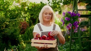 Kısa sarı saçlı bir kadın taze toplanmış elmaların kokusundan zevk alır. Canlı çiçekler ve yeşilliklerle çevrili, kırmızı elmalarla dolu ahşap bir sandık tutuyor, anı kucaklıyor..