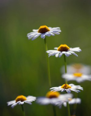 Gün boyunca sahada Mayıs papatya