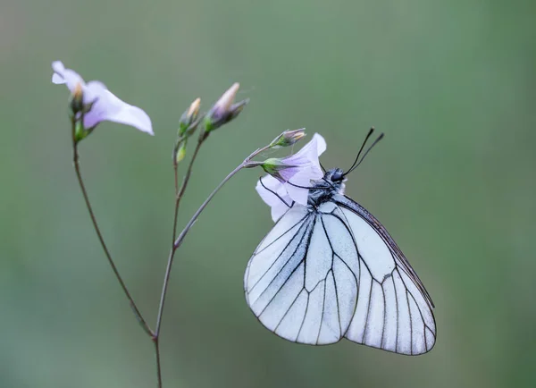 Papillon Blanc Marche Sur Une Fleur Fragile — Photo