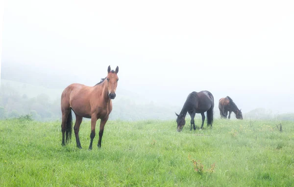 Pferde Grasen Auf Einer Weide — Stockfoto