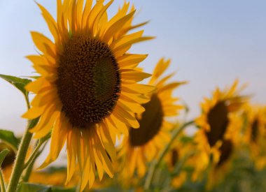 Yaz aylarında tarlada ayçiçeği çiçekler