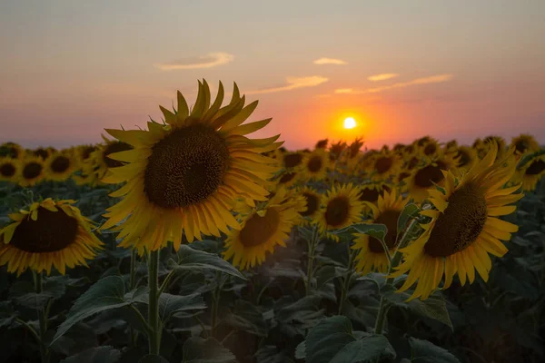 Flores Girasol Verano Campo — Foto de Stock