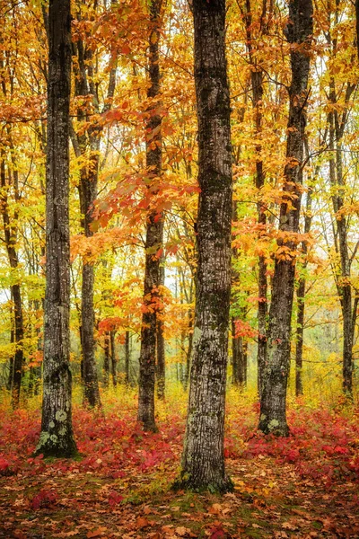 Bright Colors Autumn Forests Adygea — Stock Photo, Image