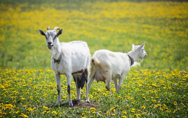 Sunny Spring Day Goats Graze Meadow — Stock Photo, Image