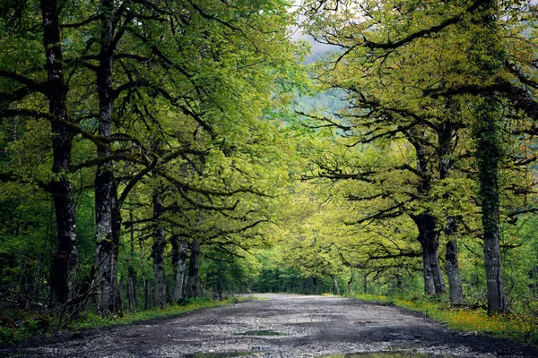 Árboles Viejos Largo Del Camino Las Montañas Abjasia — Foto de Stock