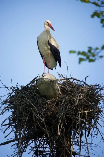 Storkenes Familie Redet Mot Den Blå Himmelen – stockfoto