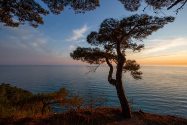 Pitsunda 'nın çam ormanlarında bir bahar akşamı Mavi Uçurumda Divnomorsk, Karadeniz
