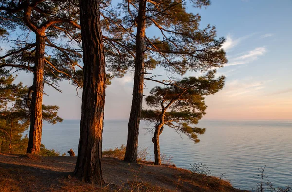 Pitsunda 'nın çam ormanlarında bir bahar akşamı Mavi Uçurumda Divnomorsk, Karadeniz