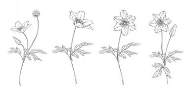 Çiçek desenlerinin vektör kümesi