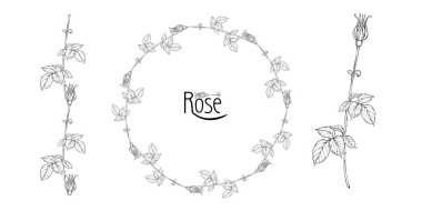 gül çiçekleri ve gül tomurcukları ile vektör çiçek aranjmanı