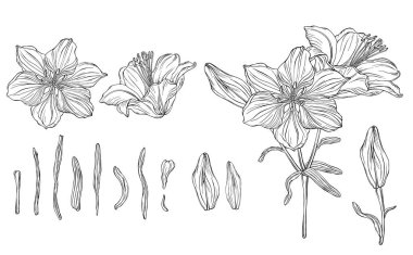 Çiçek zambaklı bir çiçek bileşiminin vektör grafikleri 