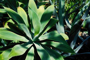 Taze yeşil tropikal bitki görünümünü yakın çekim