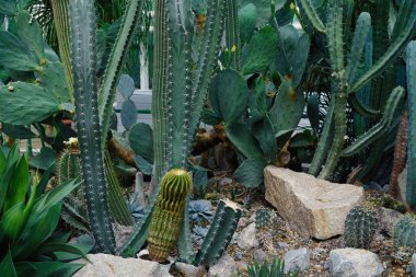 Yakın çekim yeşil Meksika kaktüsler görünümünü                    