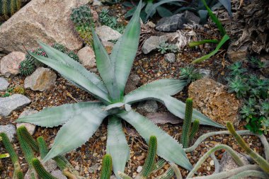 Taze yeşil tropikal bitki bahçesinde görünümünü yakın çekim