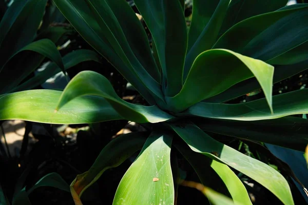 Vista Perto Planta Tropical Verde Fresca — Fotografia de Stock