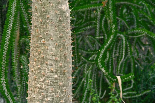 Vergrote Weergave Van Mooie Groene Cactus Met Doornen — Stockfoto