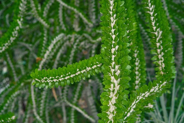 新鮮な緑の熱帯植物のクローズ アップ ビュー — ストック写真