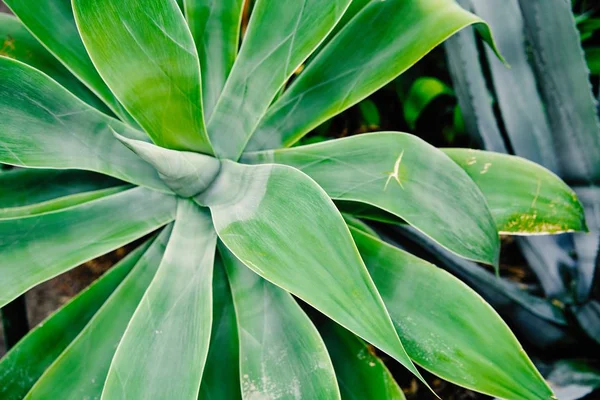Taze Yeşil Tropikal Bitki Görünümünü Yakın Çekim — Stok fotoğraf