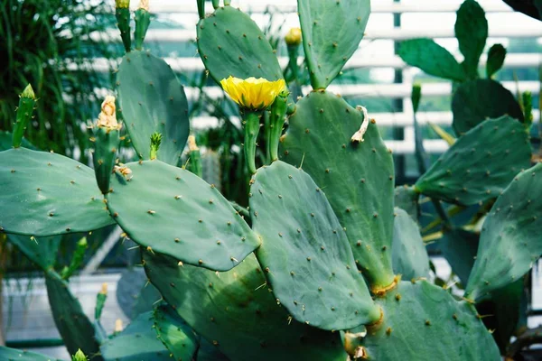 Vista Cerca Del Cactus Floreciente Jardín — Foto de Stock