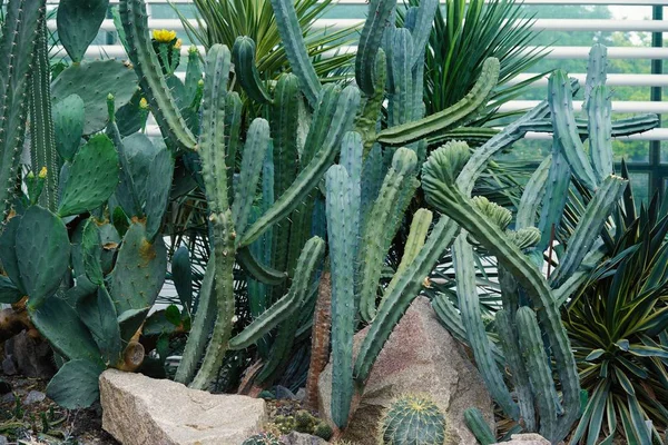 Close-up view of green Mexican cactuses