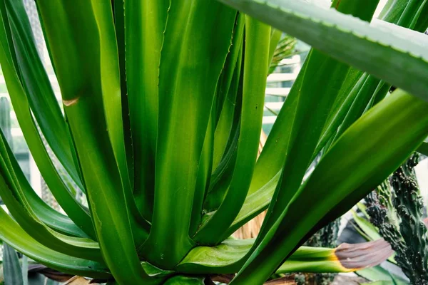 Vista Ravvicinata Della Pianta Tropicale Verde Fresca — Foto Stock