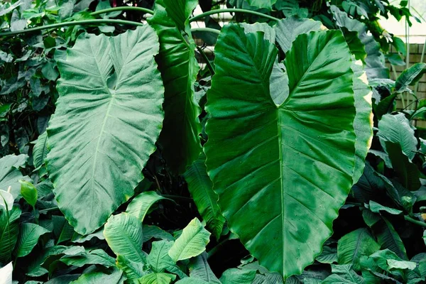 Vue Rapprochée Des Feuilles Vertes Fraîches Des Plantes Tropicales — Photo