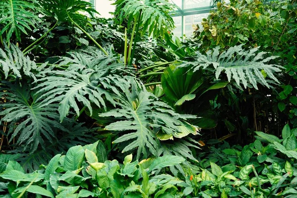 Vista Cerca Hojas Verdes Frescas Plantas Tropicales — Foto de Stock