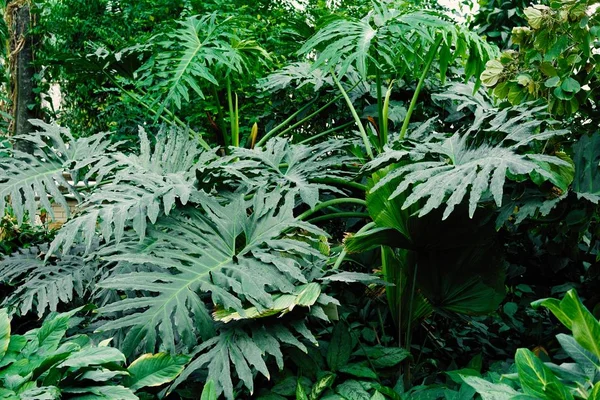 热带植物图库照片、免版税热带植物图片|Depositphotos