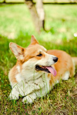 Galce Corgi köpek sokakta 