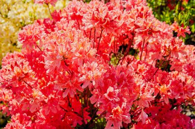 Bahçedeki güzel kırmızı çiçekler 