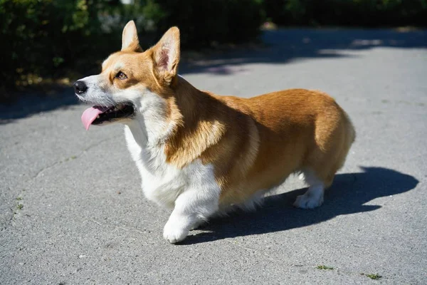 通りでかわいいコーギー犬 — ストック写真