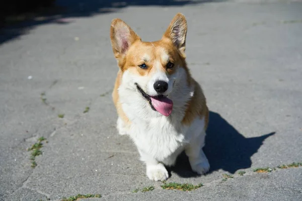 通りでかわいいコーギー犬 — ストック写真