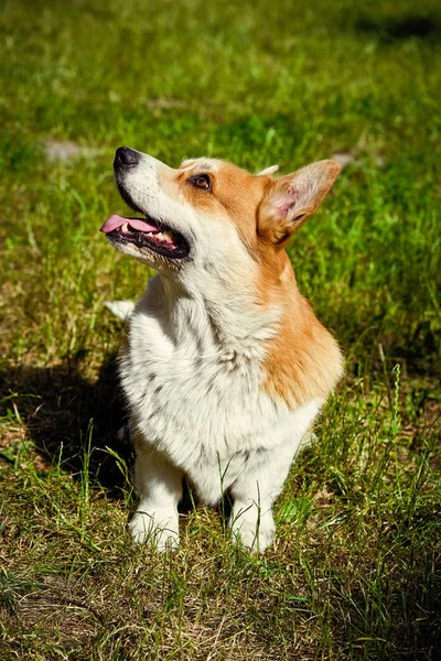 Mignon Chien Gallois Corgi Dans Rue — Photo